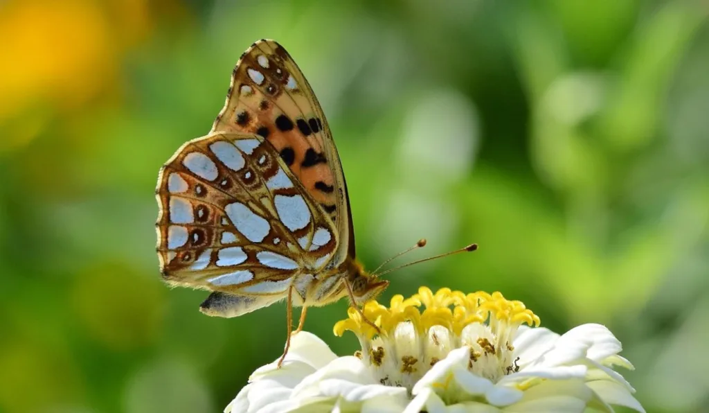 borboleta em uma flor para ilustrara o significado delas espiritualmente 