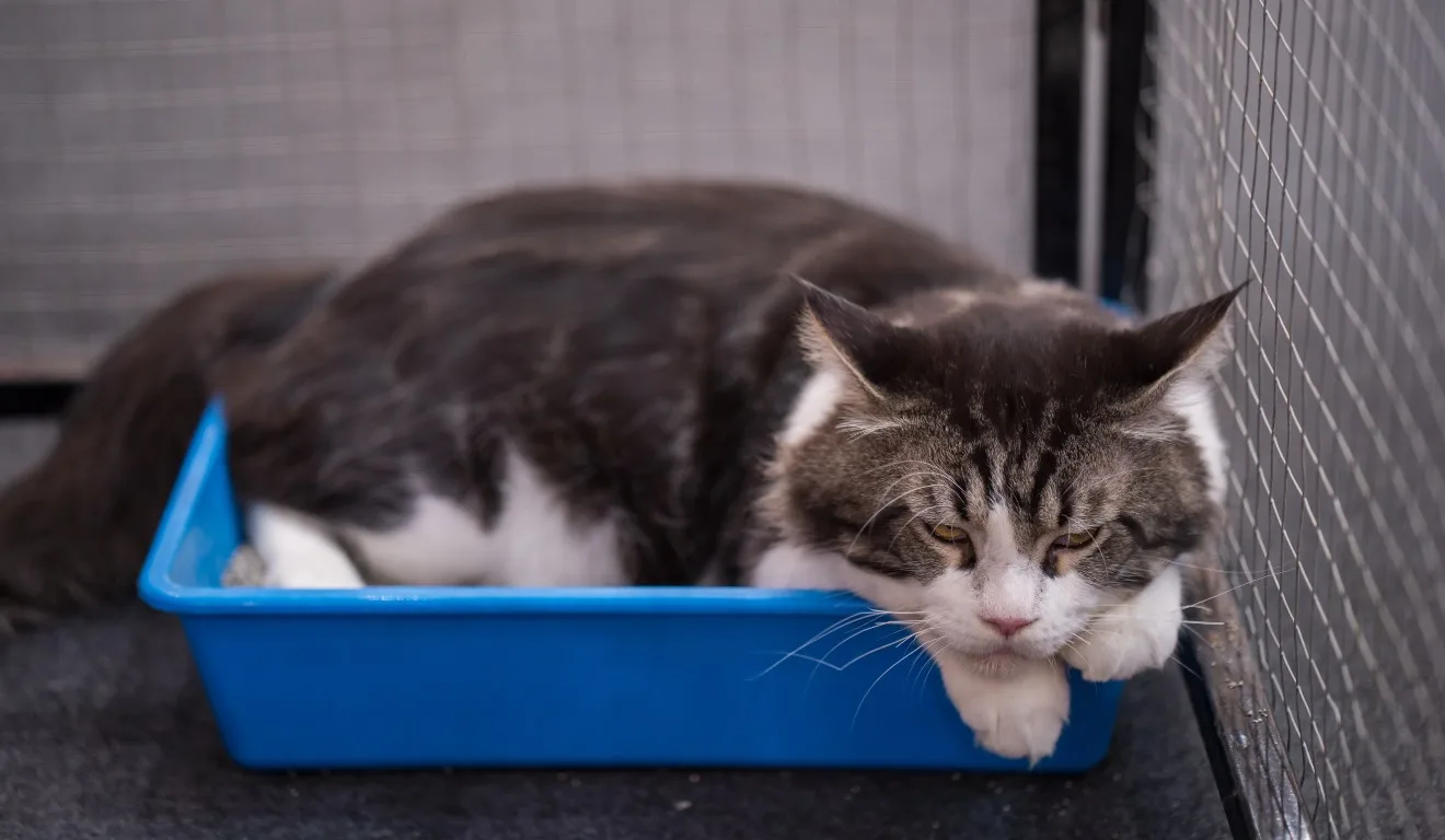 gato deitado em caixa de areia azul