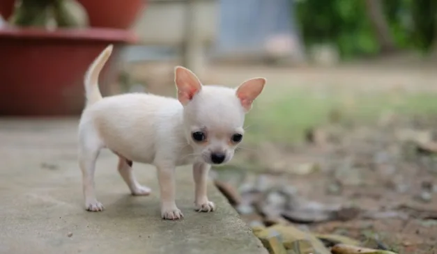 chihuahua para ilustrar o cachorro que morreu queimado em forno
