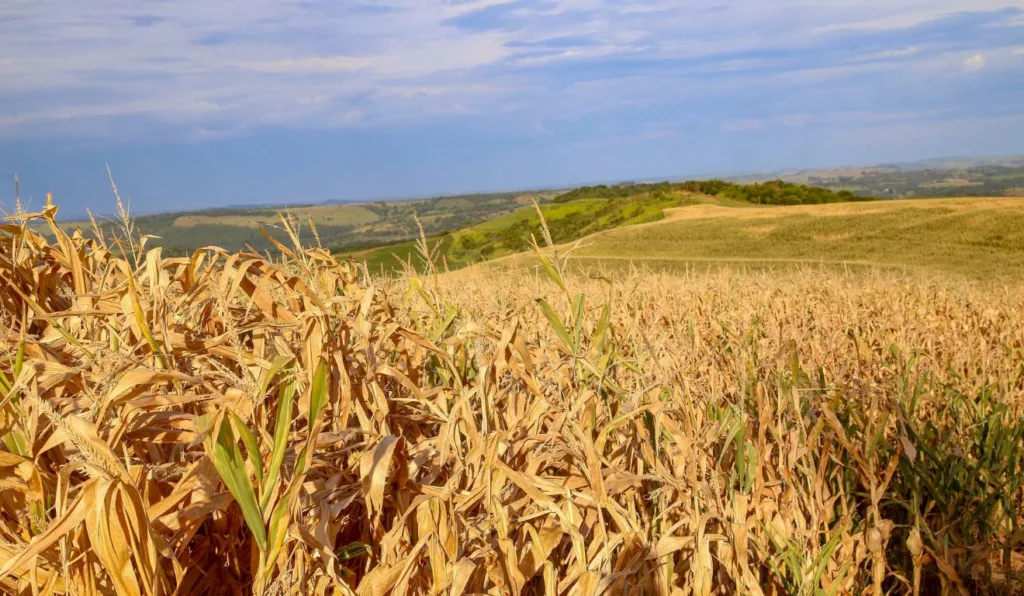 Paraná em estiagem impacta o agronegócio local