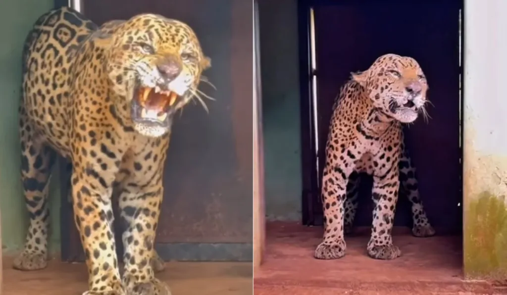 Onça que matou caseiro