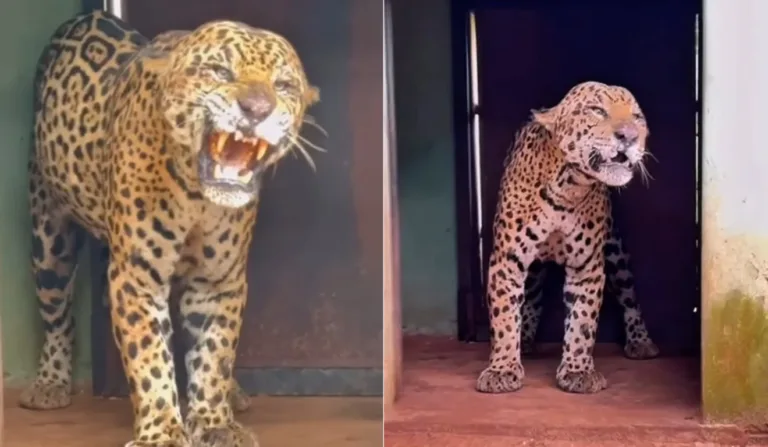 Onça que matou caseiro