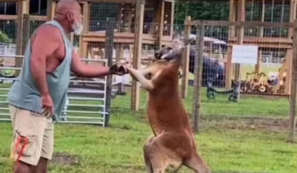 Homem brincando com canguru