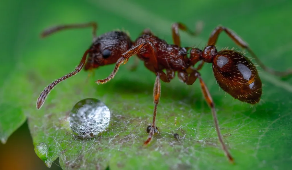 formiga em cima de uma folha