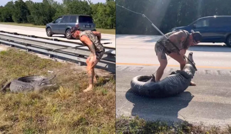 Caçador de jacarés protagoniza luta impressionante em rodovia