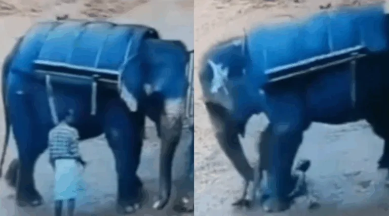 treinador sendo pisoteado pelo elefante
