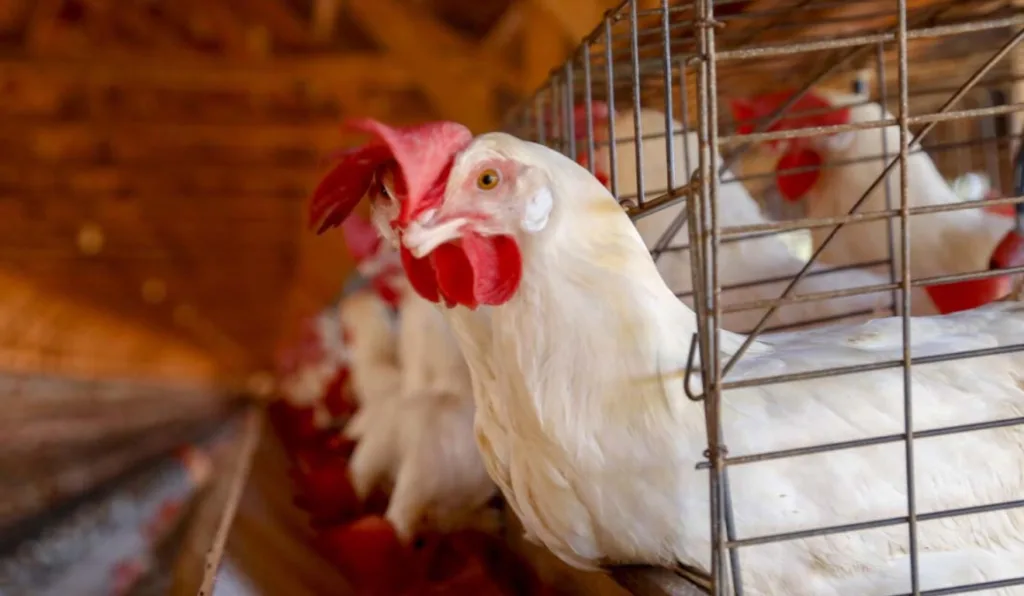 Sem casos detectados em granjas comerciais, Paraná reforça vigilância contra a gripe aviária