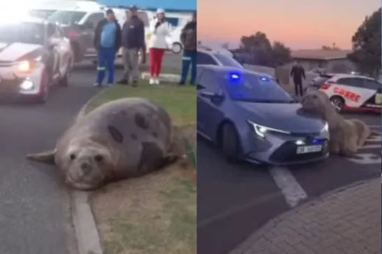Elefante-Marinho dando uma volta pelas ruas da Cidade do Cabo - Foto: Reprodução / Instagram