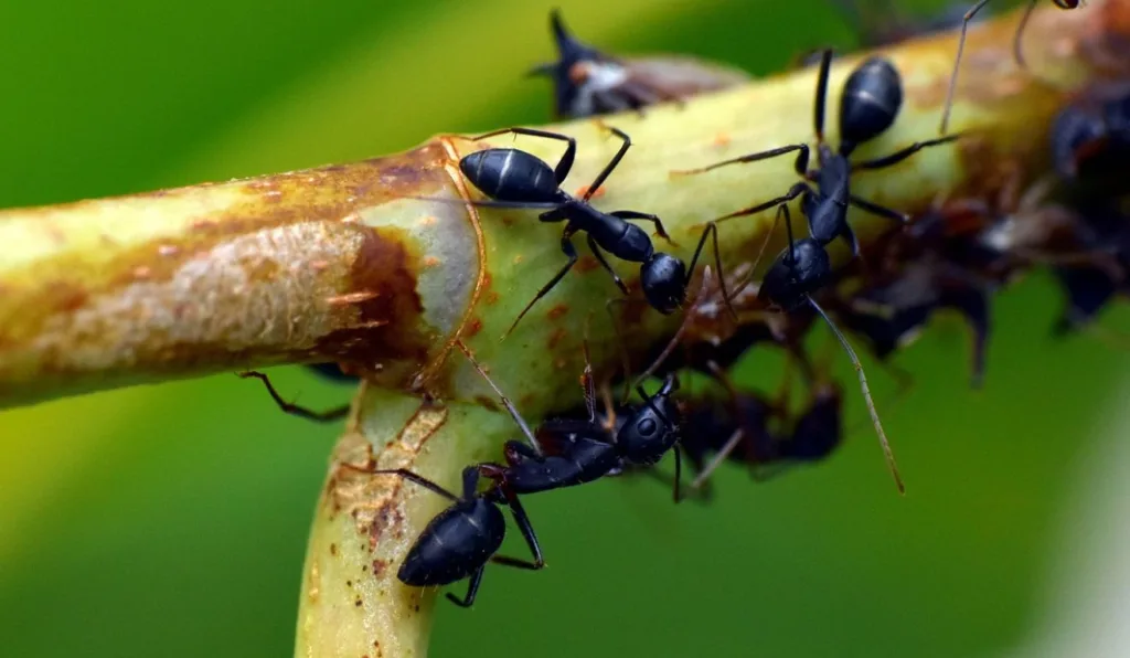 formigas para ilustrar os insetos em casa