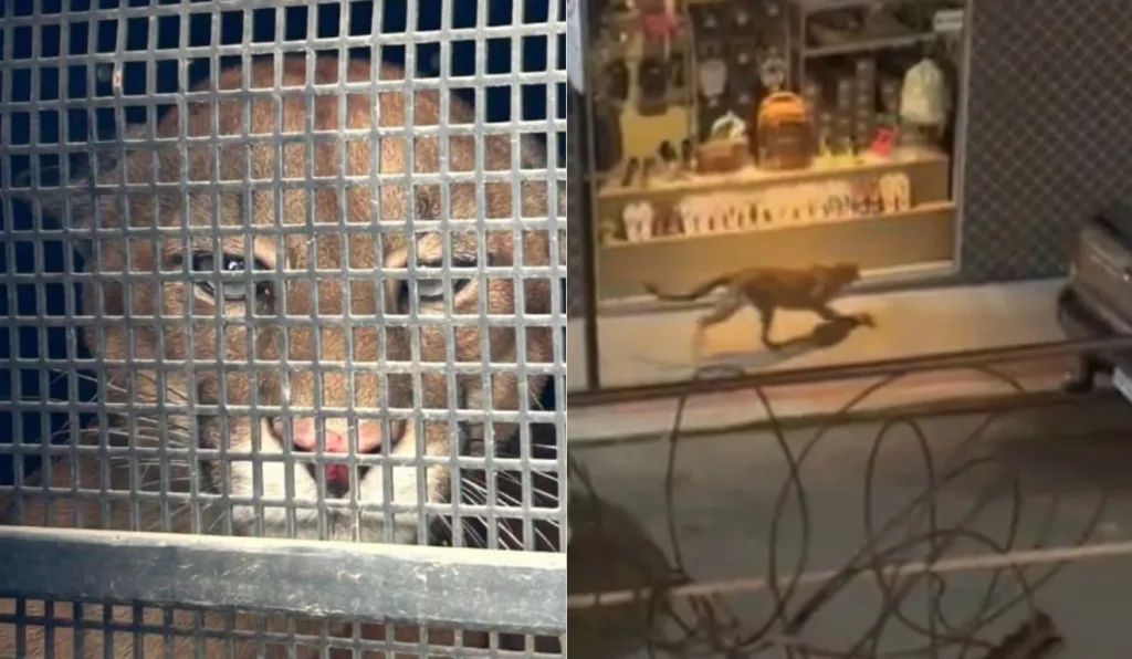 onça que foi flagrada andando em cidade