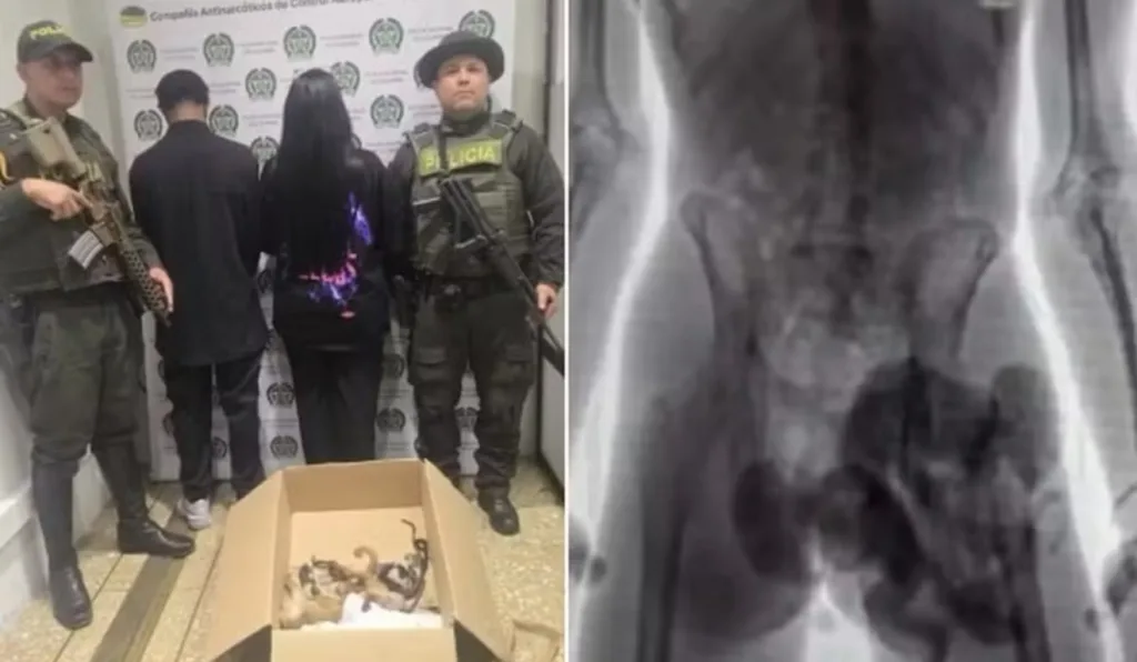 Casal preso e Raio-X mostrando macacos.