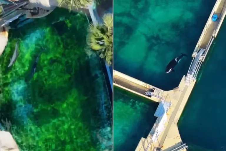Orcas e golfinhos estão abandonados em parque desativado em Cannes, na França - Foto: Reprodução / Instagram