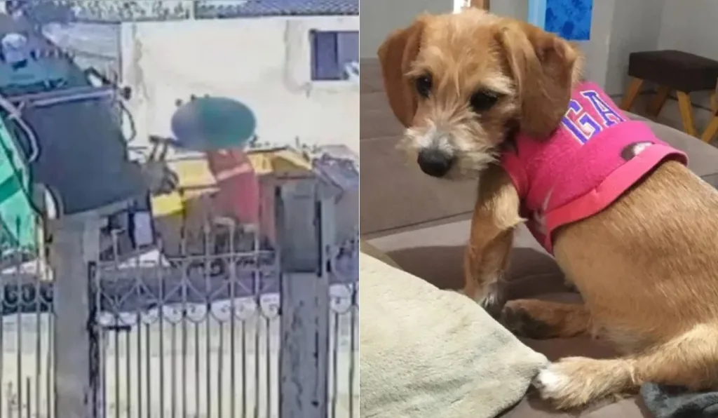 cadela que foi atropelada pelo caminhão e joga em compactador por coletor de lixo