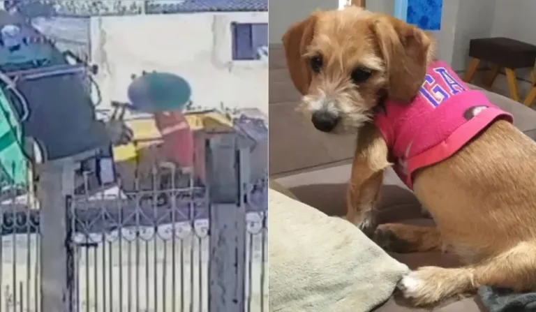 cadela que foi atropelada pelo caminhão e joga em compactador por coletor de lixo