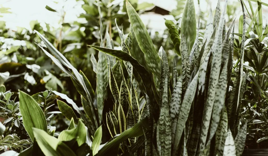 mudas de espada-de-são-jorge