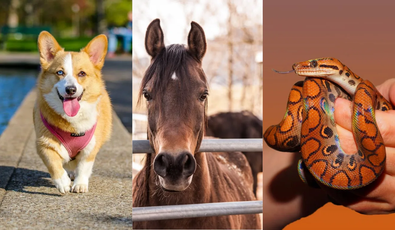 Imagem de cachorro, cavalo e cobra.
