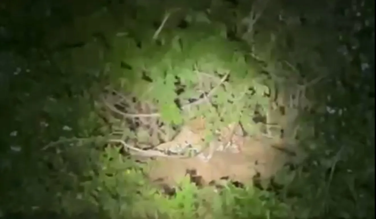 Onça filmada por turistas