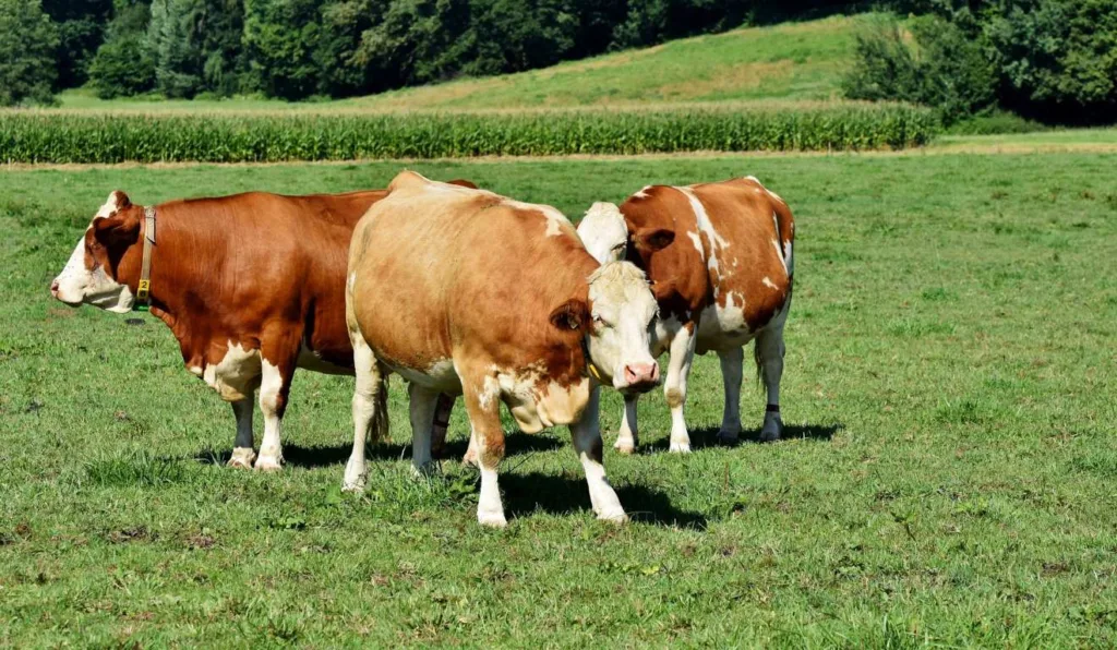 gado bovino em pastagem