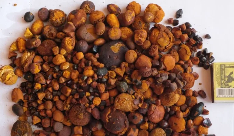 pedras de fel do boi