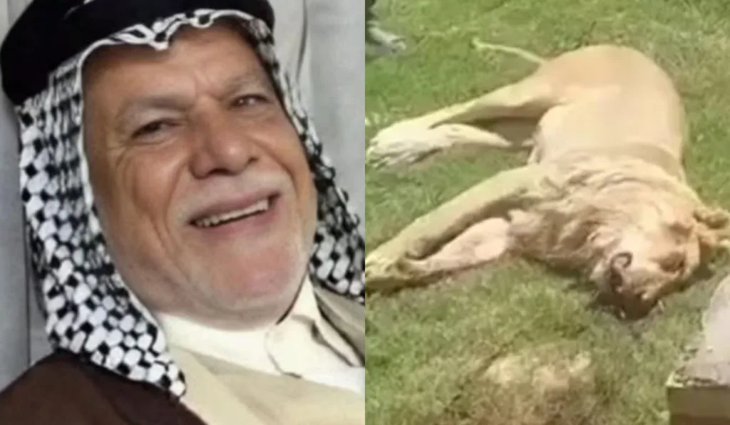 Homem devorado leão