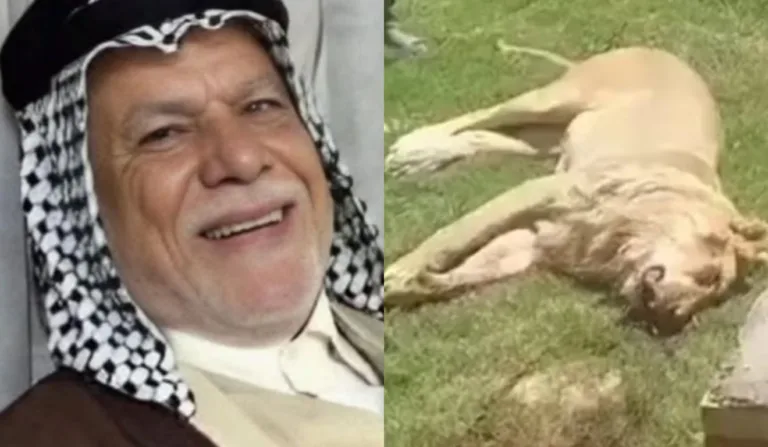 Homem devorado leão