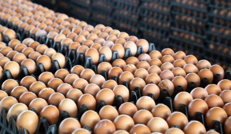 ovos contaminados com gripe aviária