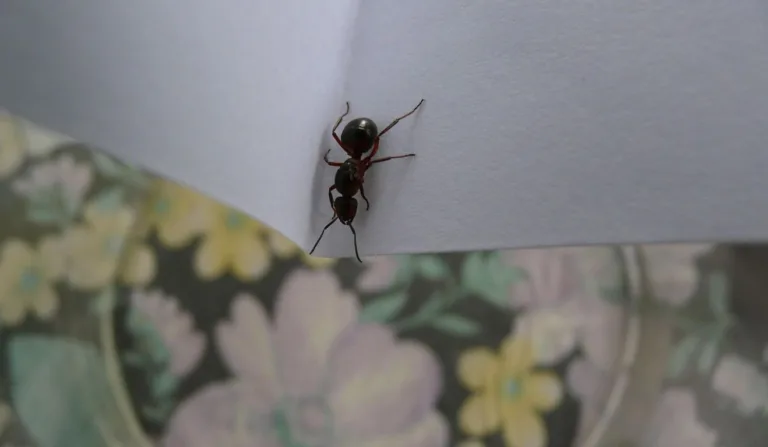 Formigas na cozinha