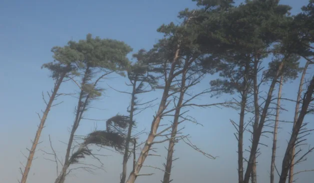 vento em árvores para ilustrar alerta laranja de tempestades no Paraná