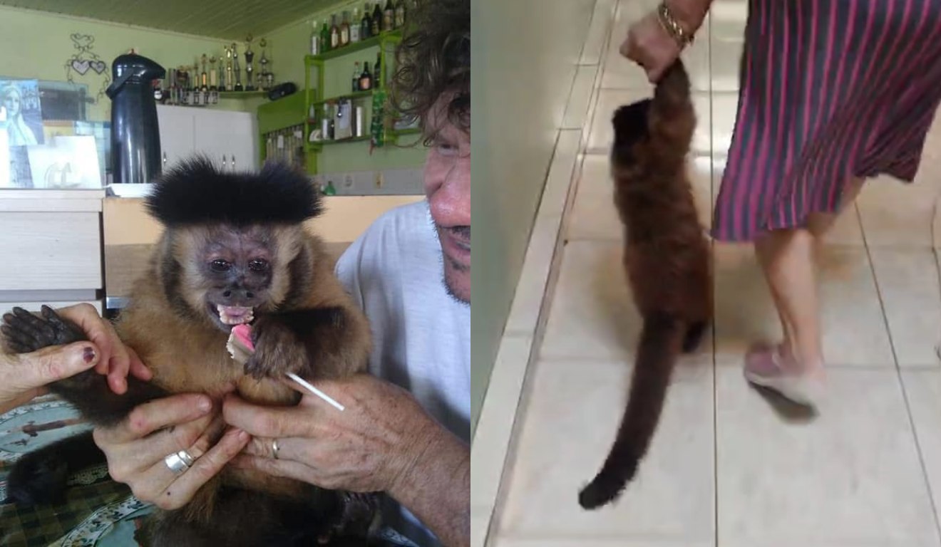Macaco que vivia com família no Paraná