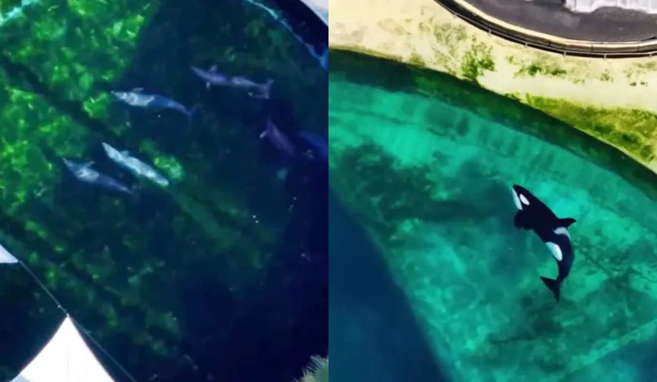 Orcas em tanques abandonados de parque que fechou