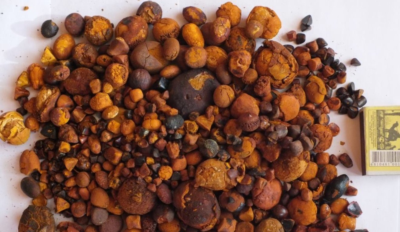 pedras de fel do boi