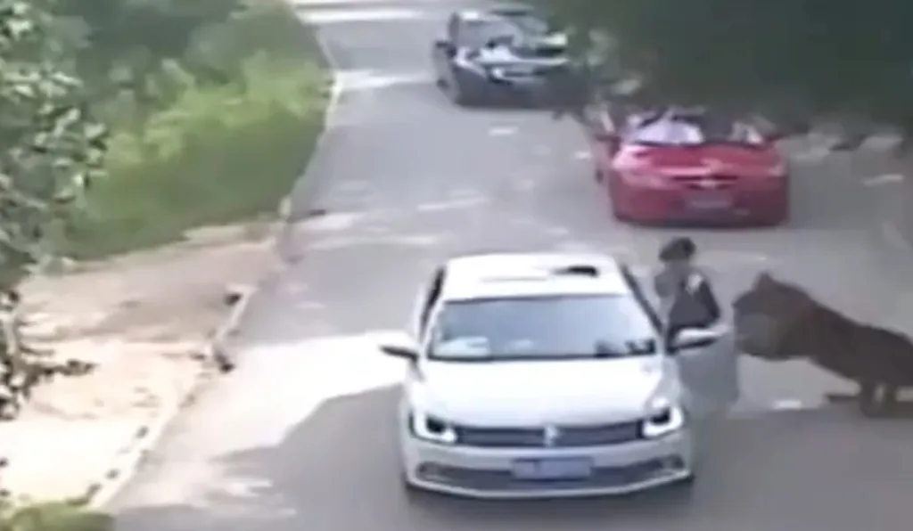 Mulher atacada por tigre