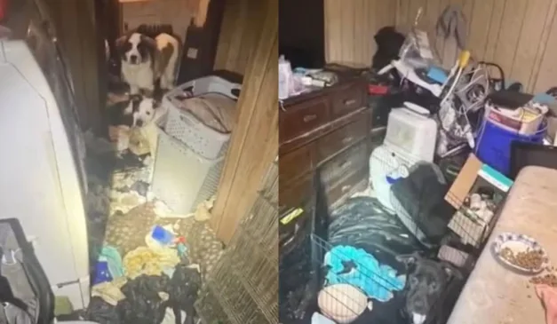 Foto de onde bebê foi resgatada