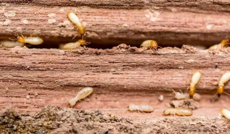 madeira atacada por cupins