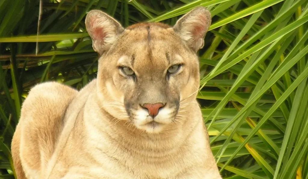 onça-parda para ilustrar o ataque ao idoso