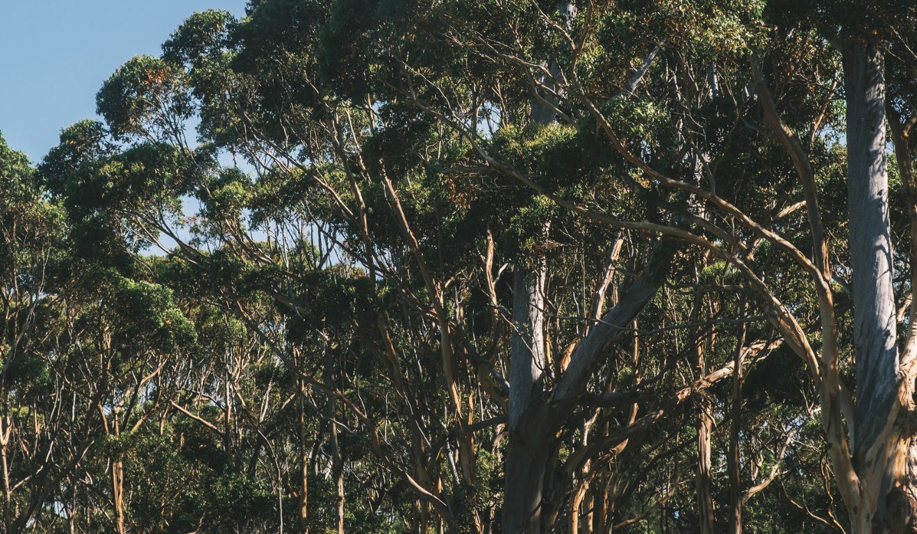 Foto de eucalipto para ilustrar trabalhador que morreu ao ser atingido pela árvore