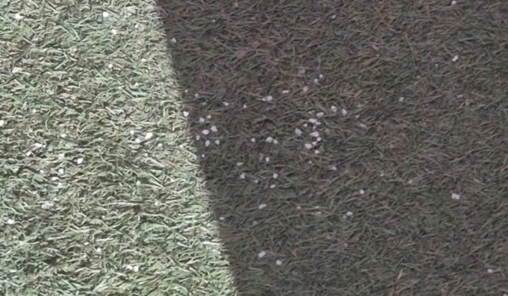 Sal grosso no gramado da Ligga Arena.