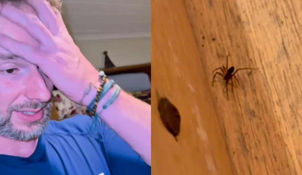 biologo descobrindo infestação de aranhas-marrom