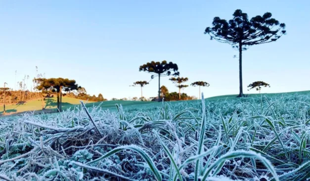 geada no gramado para ilustrar como proteger as plantas no inverno
