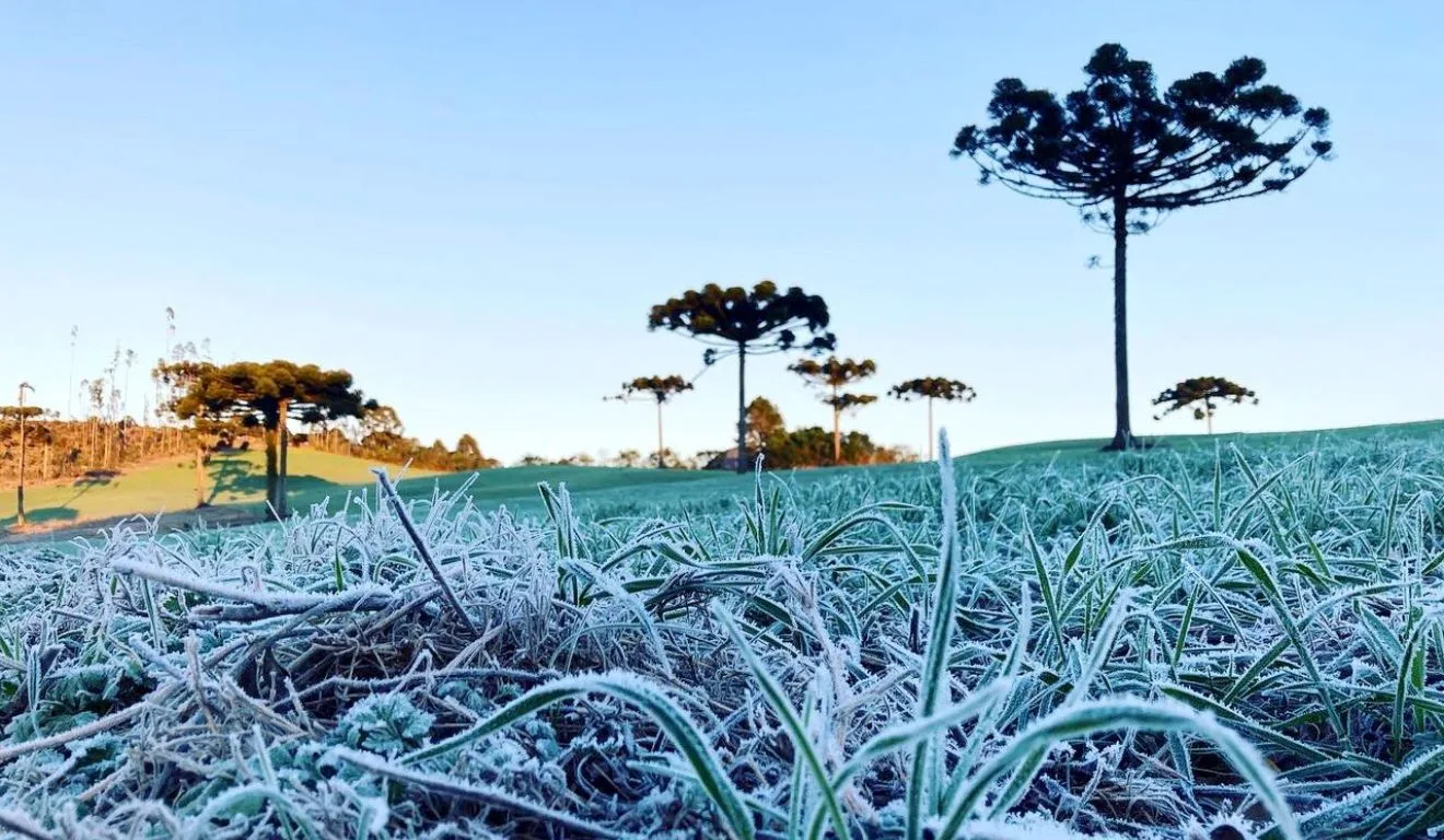geada no gramado para ilustrar como proteger as plantas no inverno