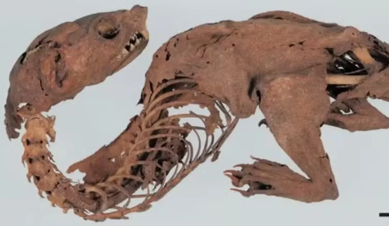 Esqueleto de dragão