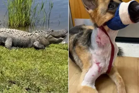 Cachorro é atacado por jacaré e escapa do 'giro da morte' - Foto: Reprodução / GoFundMe