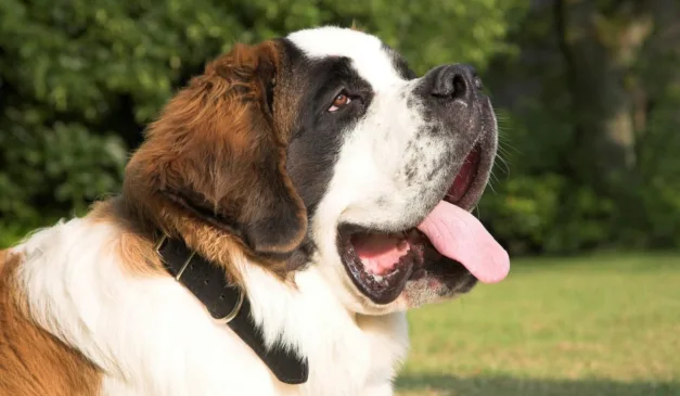 Homem atirou no cachorro da ex-esposa; cão era da raça são bernardo