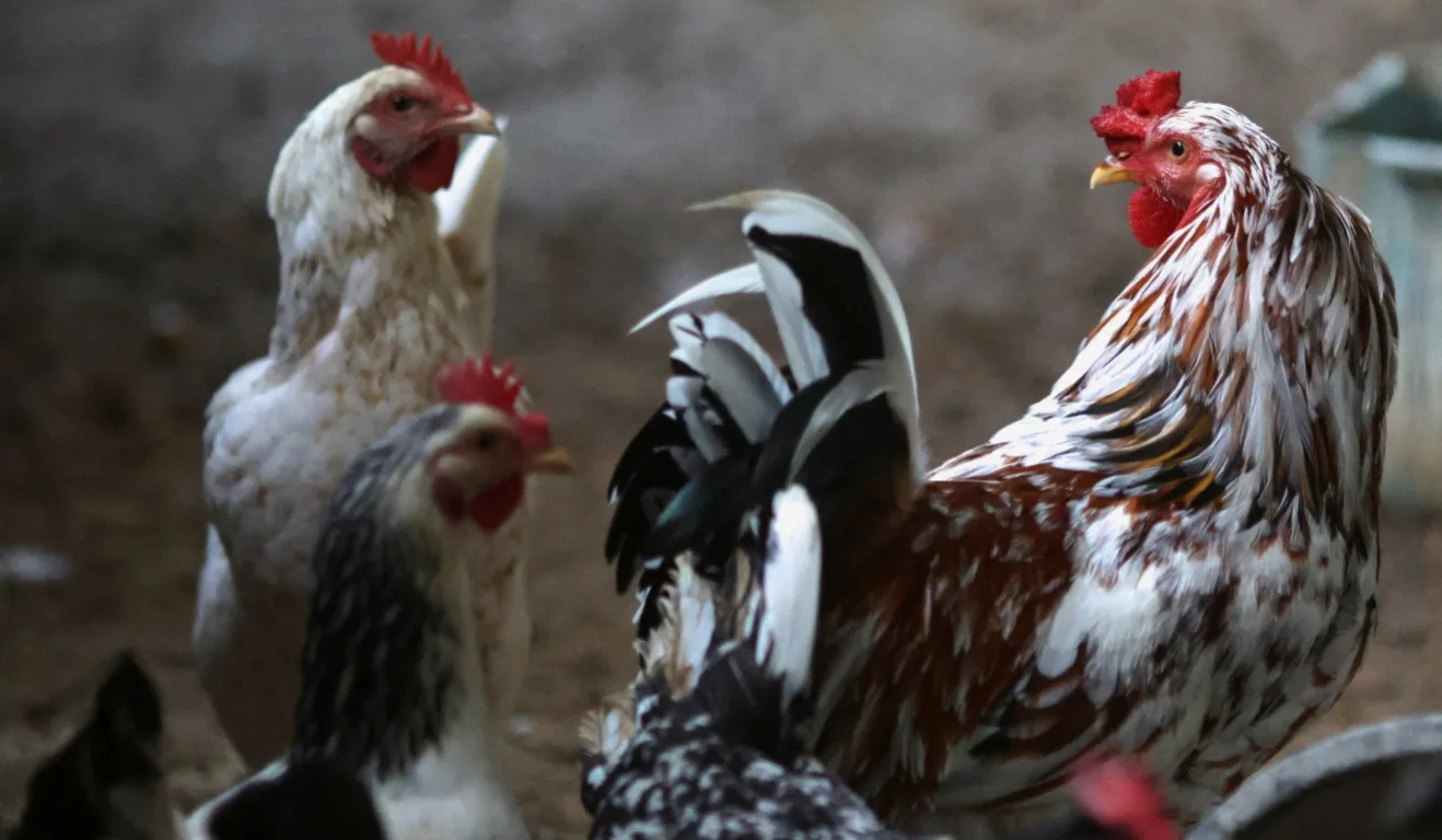 Brasil está livre da Gripe Aviária