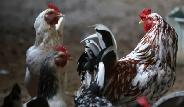 Brasil está livre da Gripe Aviária