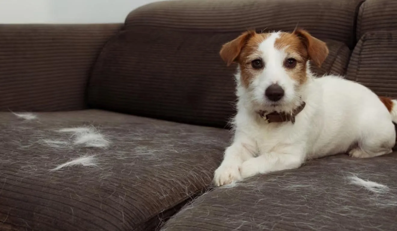 cachorro em sofá coberto de pelos