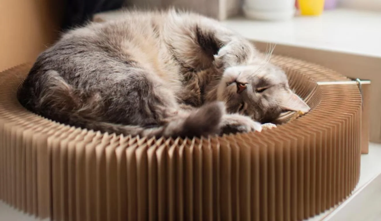 gato dormindo em caminha