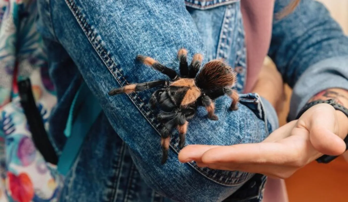 mulher segurando tarântula