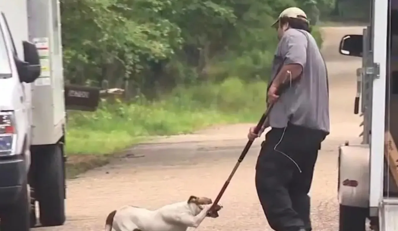 Autoridades foram acionadas para atender o ataque dos cachorros 