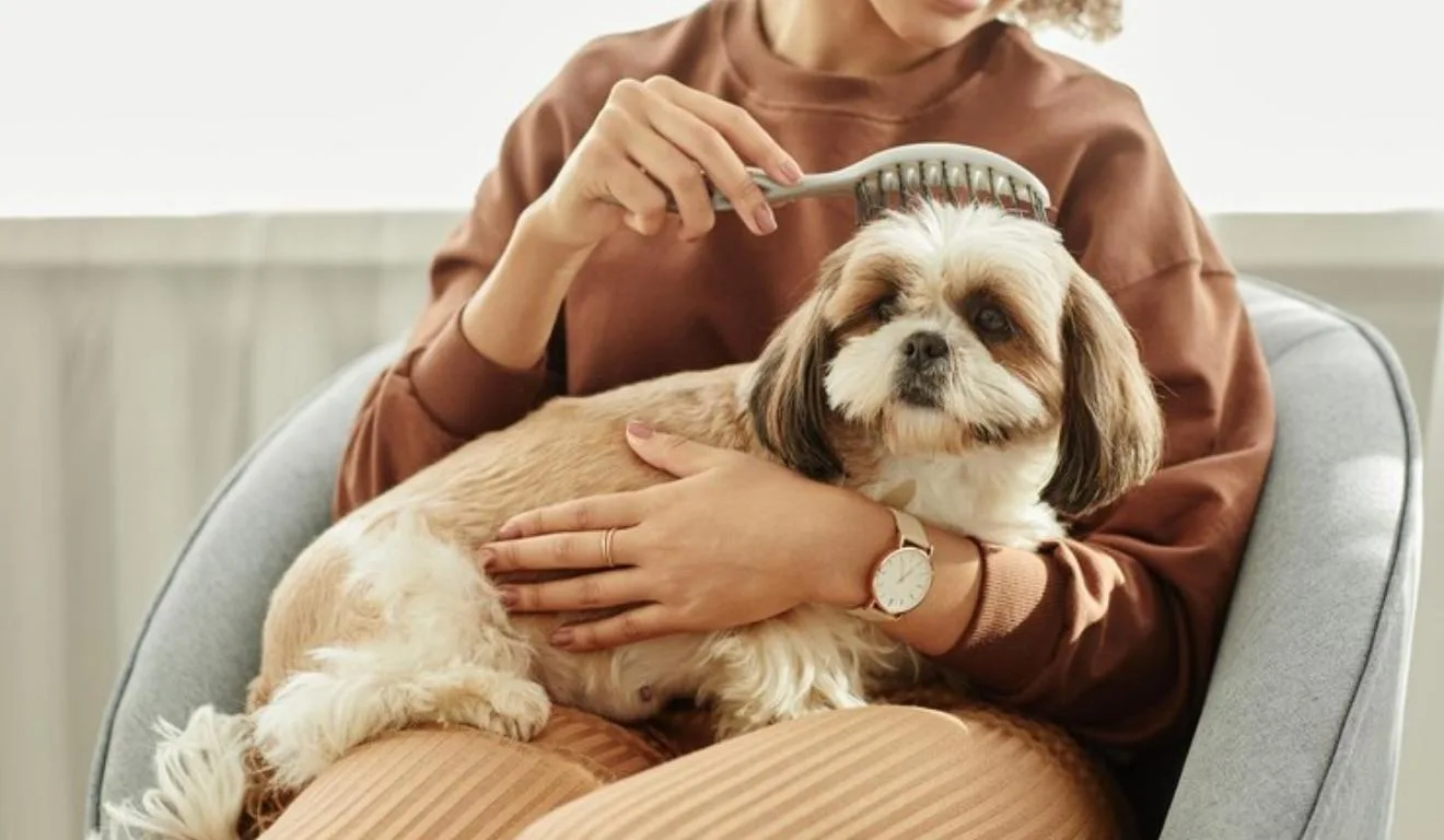 mulher escovando cachorro